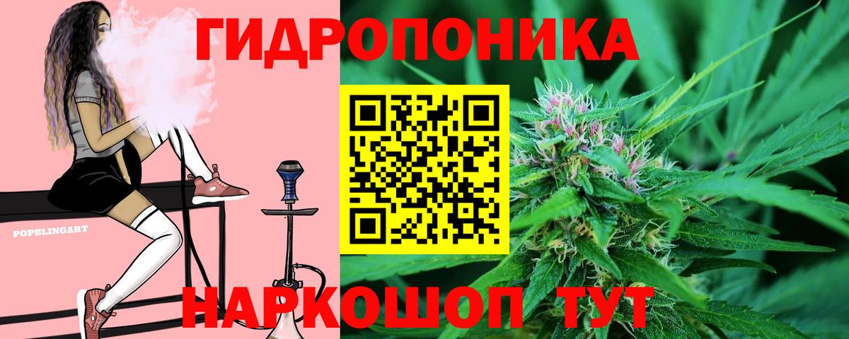 Бошки марихуана сатива Волгоград